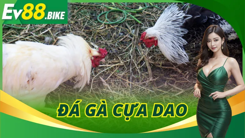 Đá Gà Cựa Dao